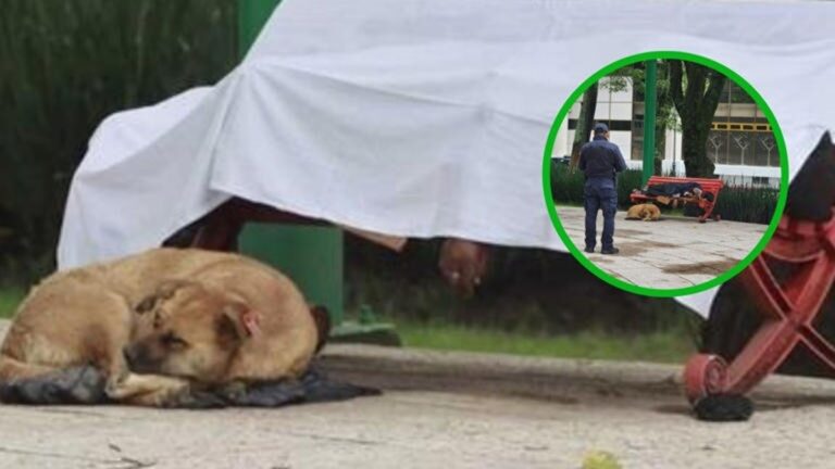 Perrita acompaña a su dueño tras morir en la Alameda de Toluca