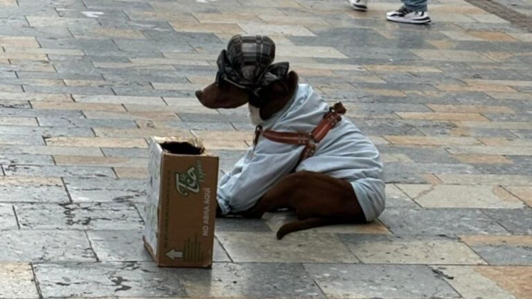 Rescatan a perro que era maltratado y explotado por su dueño