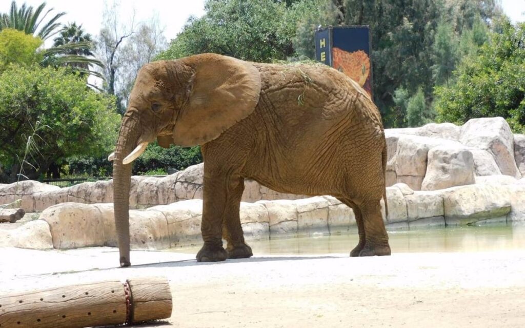 SCJN atrae asunto que permitiría estándares de protección de la elefanta Ely