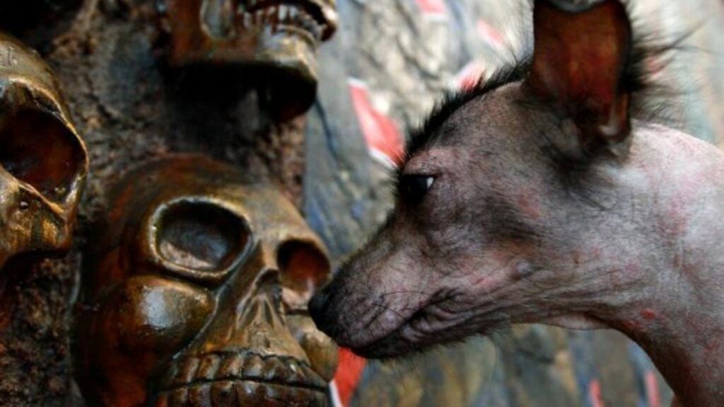 Xoloitzcuintle: la guía de las almas hacia el Mictlán