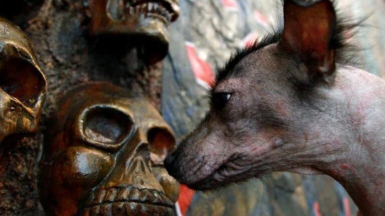 Xoloitzcuintle: la guía de las almas hacia el Mictlán