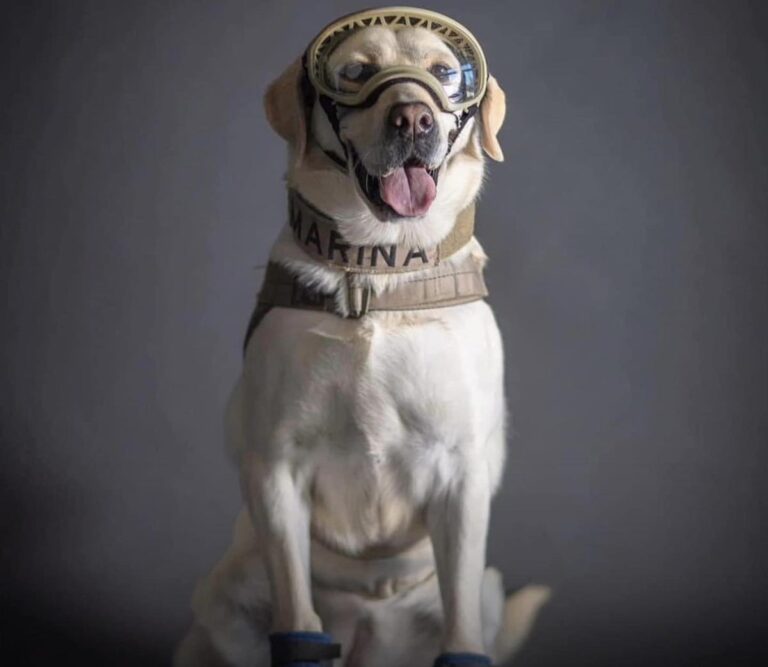 Semblanza en memoria de Frida, perrita rescatista