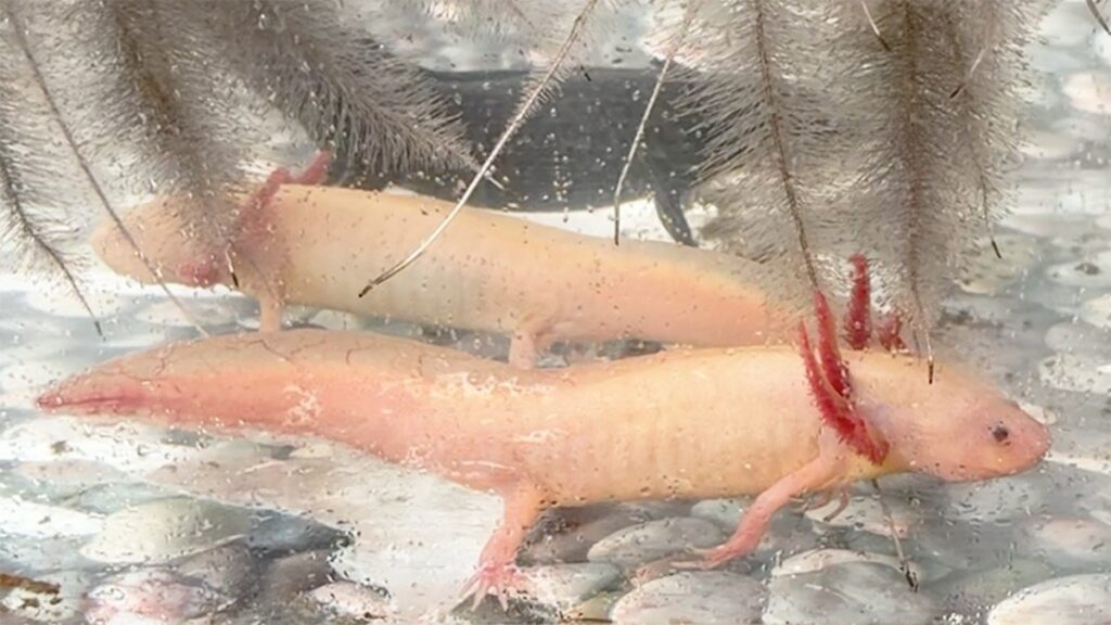 Levantan nuevo censo del axolote en Xochimilco