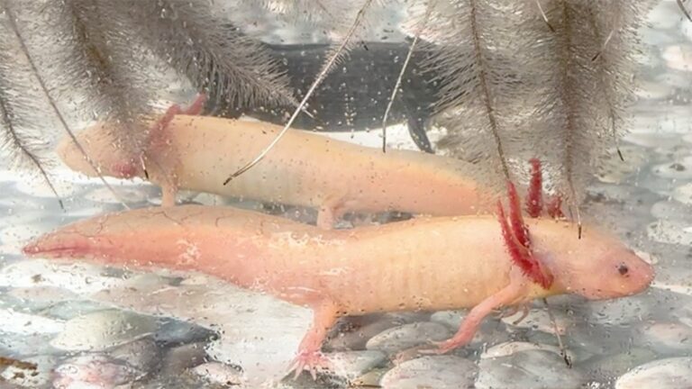 Levantan nuevo censo del axolote en Xochimilco