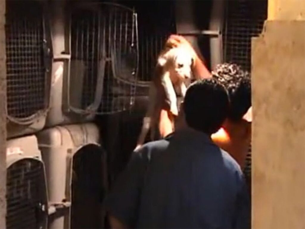 Enfrentamiento en la Narvarte por refugio de animales