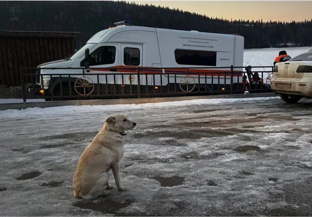 Perra espera cuatro días a su amo que murió ahogado en río helado de Rusia