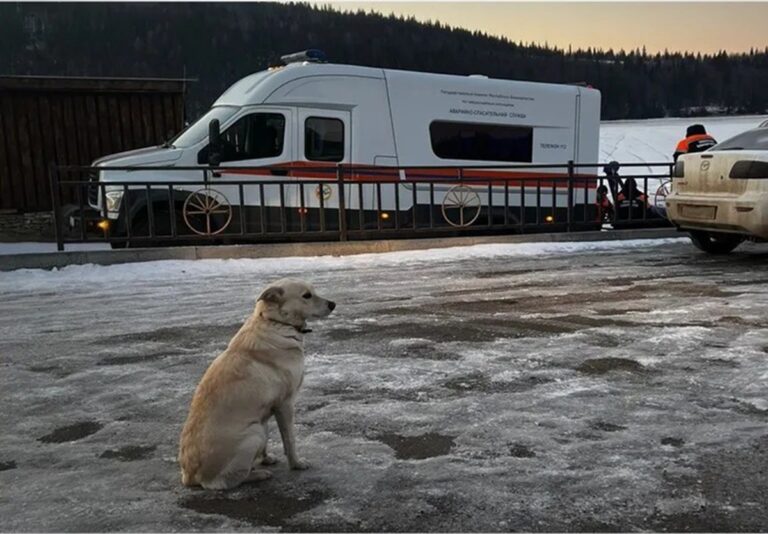 Perra espera cuatro días a su amo que murió ahogado en río helado de Rusia