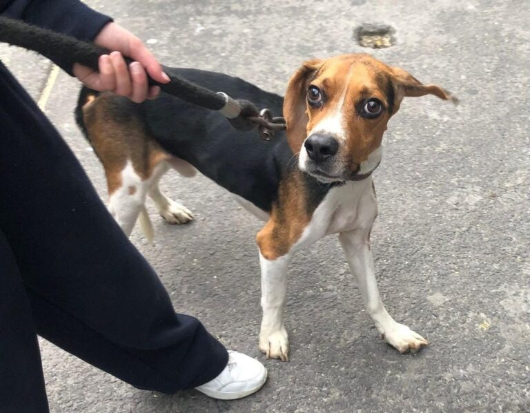 "Me detuvieron como una peligrosa criminal”, expresa la activista Sofía Paredes