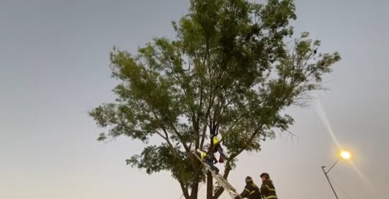 Rescatan a un hombre que subió a un árbol de más de 10 metros de altura, en la alcaldía Cuauhtémoc