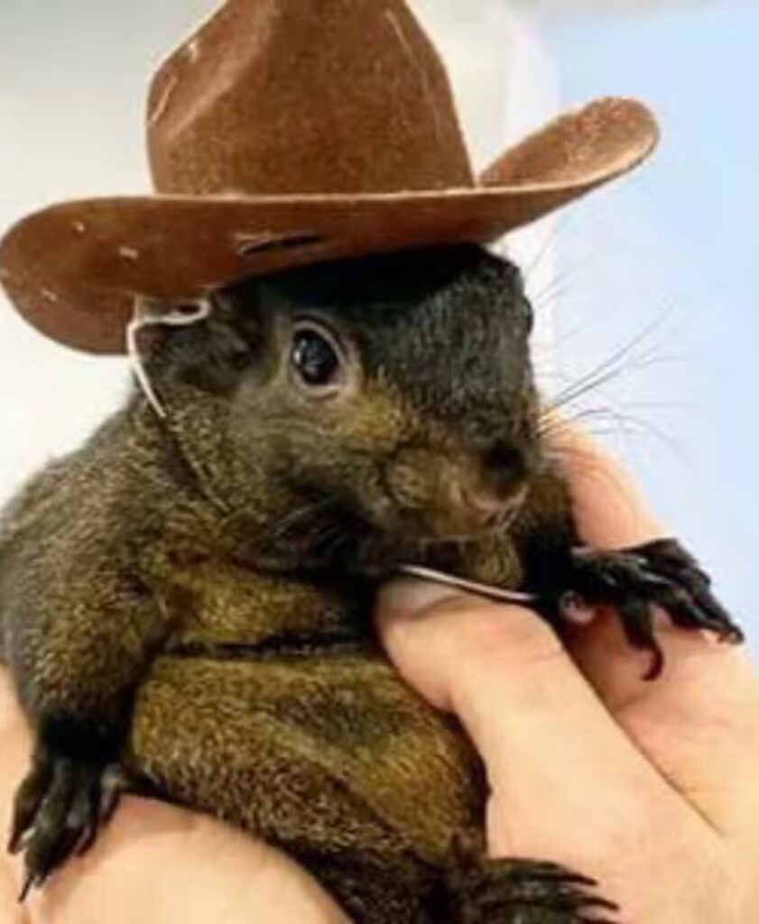 Salinas Pliego reacciona a sacrificio de "Peanut", ardilla viral de redes