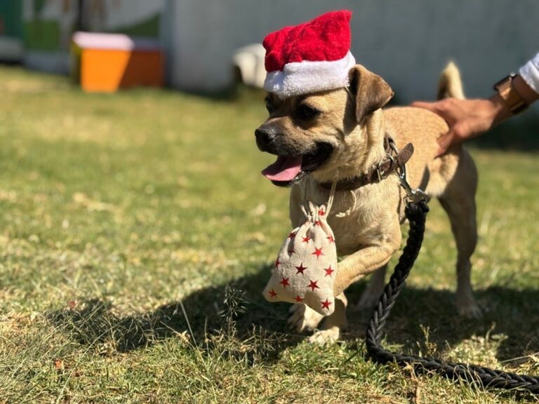 Canes del CTC seguirán ayudando a Santa y Reyes Magos
