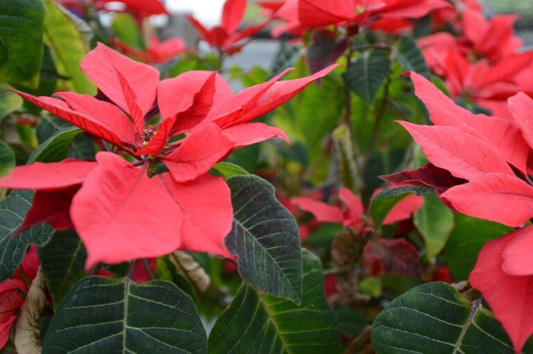 ¿Cómo trasplantarla una nochebuena para que se convierta en un árbol?