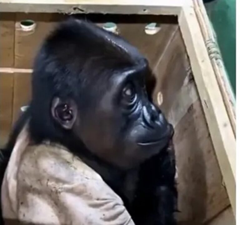 Rescatan a bebé gorila en aeropuerto de Estambul