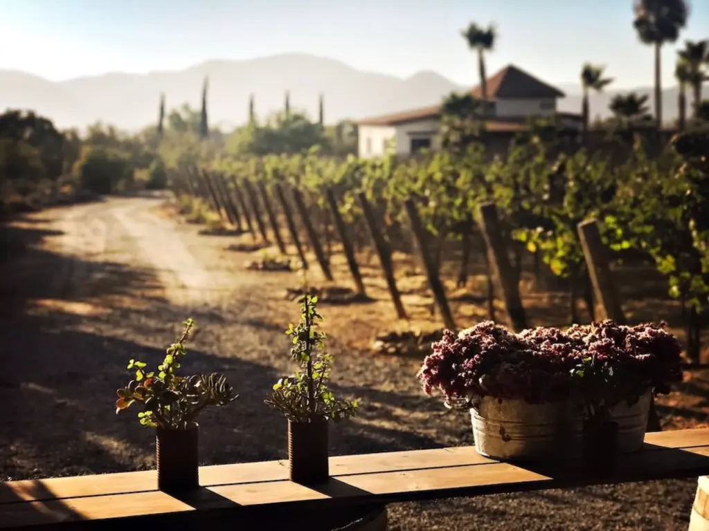 Valle de Guadalupe lidera la innovación en turismo ecológico: Daniel Madariaga Barrilado