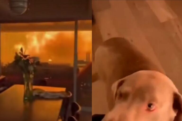 Dos hombres y su perro quedan atrapados en el incendio en Pacific Palisades