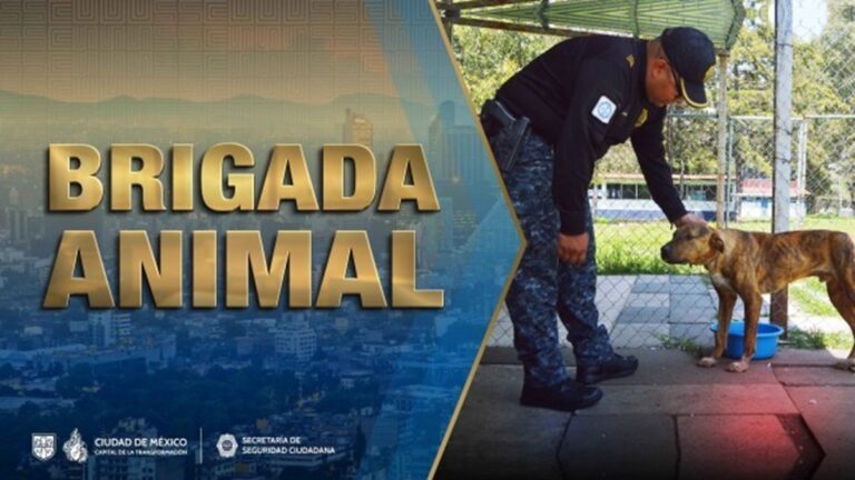 Brigada de Vigilancia Animal de la SSC rescató a 137 perros y 127 mininos