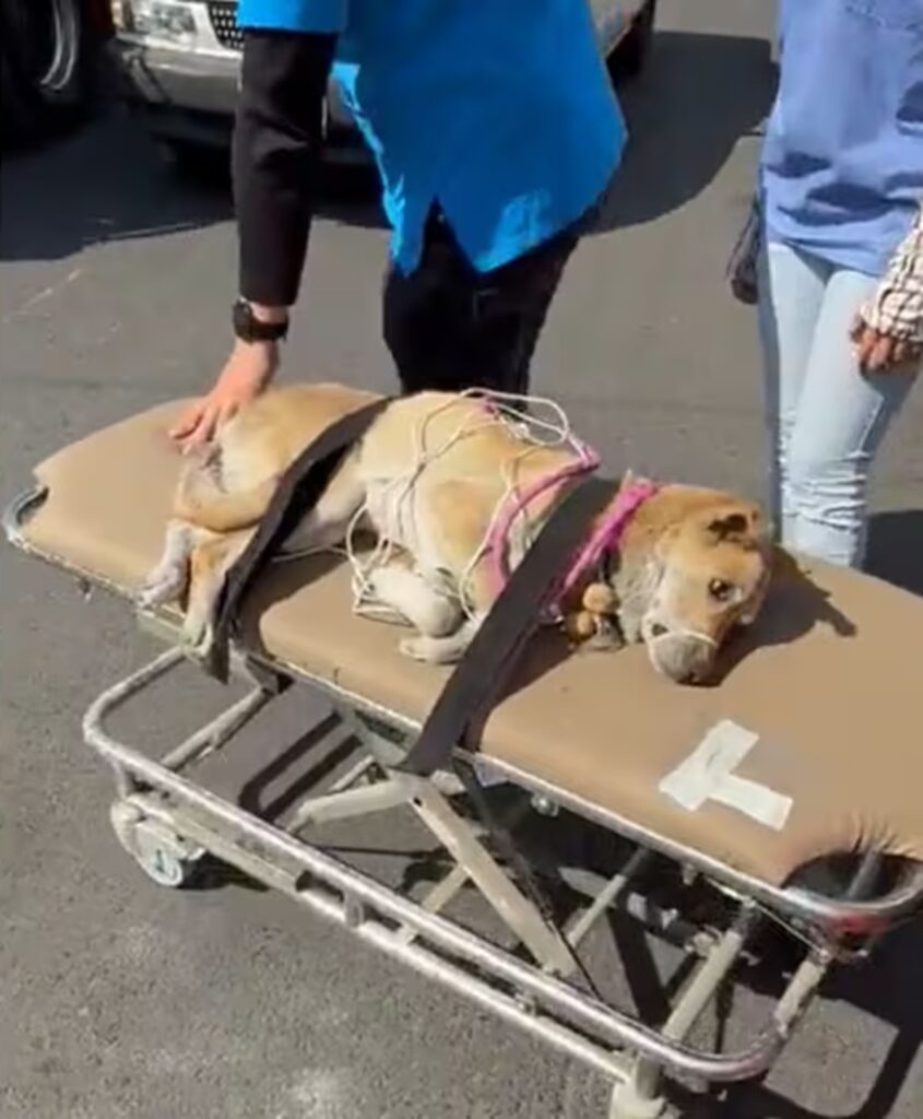 Salvan la vida de una perrita en Año Nuevo 2025