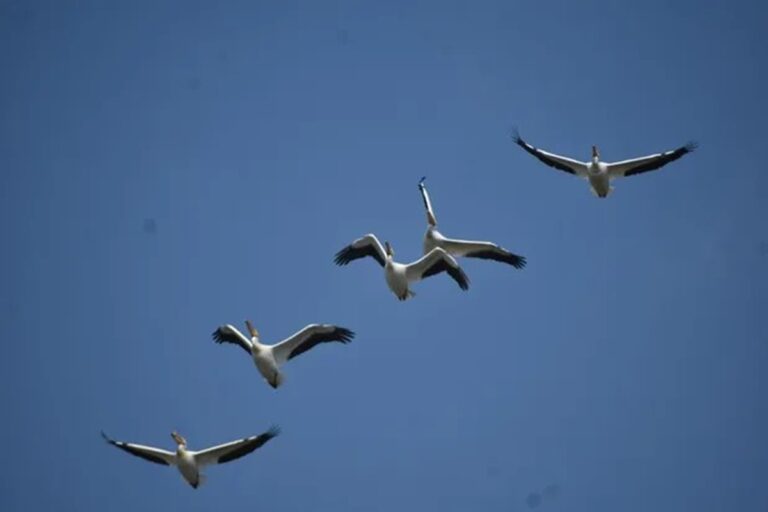 Cientos de pelícanos de EU y Canadá llegan a Xochimilco