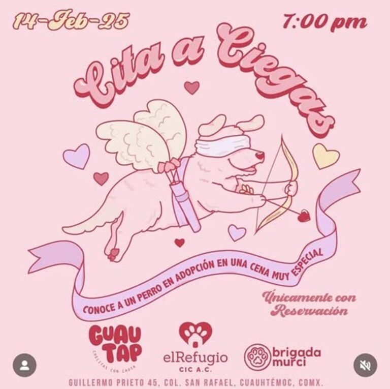 Organizan ‘citas a ciegas’ con perritos en adopción en Cdmx