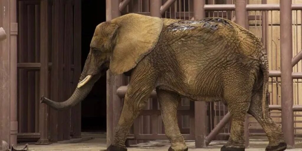 Suprema Corte alista discusión sobre futuro de la elefanta Ely