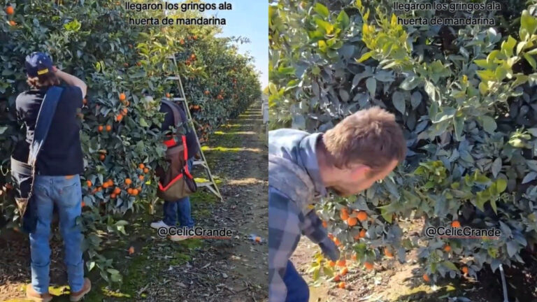 Estadounidenses se viralizan al no saber recolectar mandarinas