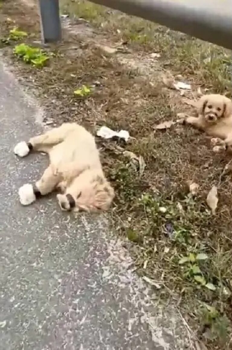 Hombre rescata a cachorros que estaban amarrados con cinta
