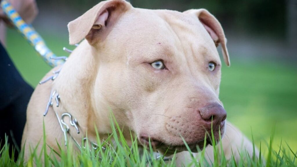 Perritos pueden llegar a odiar a las personas que se portan mal con su familia