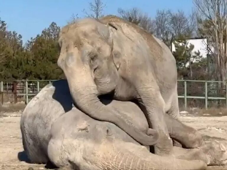 Elefanta Magda abraza a su compañera fallecida tras 20 años juntas