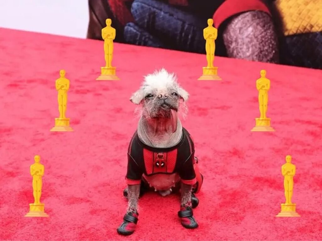 Los Oscar caninos coronan a sus estrellas, entregan Premios FIDO