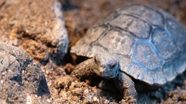 A sus 100 años, la tortuga Mommy se convierte en madre por primera vez