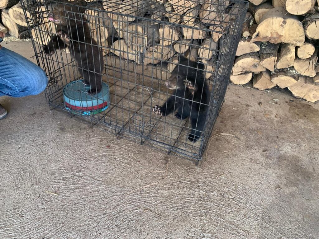 Oseznos huérfanos por incendio en Chihuahua recibirán rehabilitación en nuevo hogar