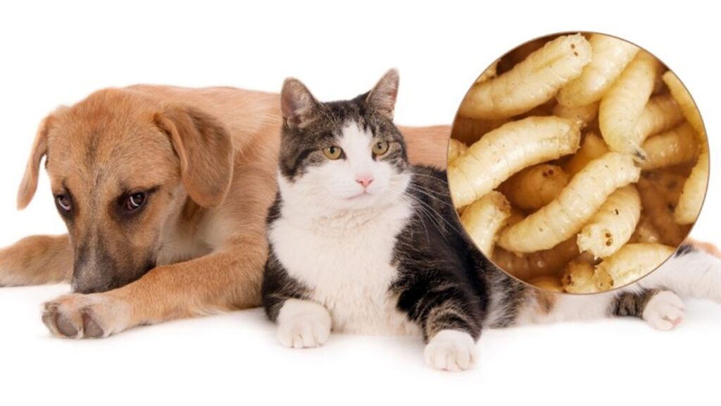 Difunden tips sobre el cuidado del perro o gato del gusano barrenador en México