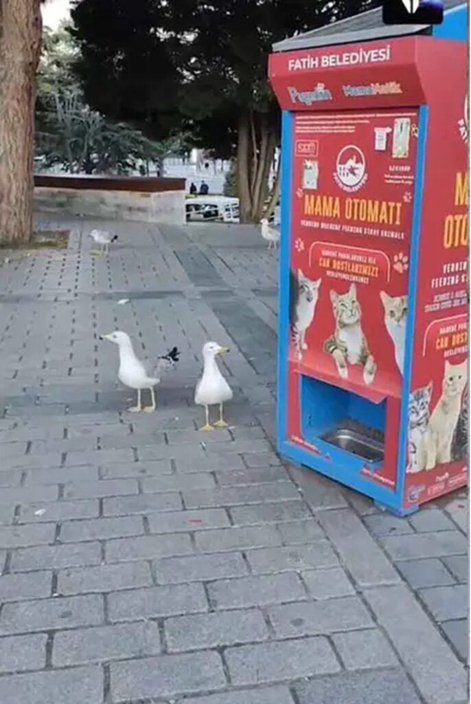 Gaviotas en Turquía aprenden a maullar para conseguir comida