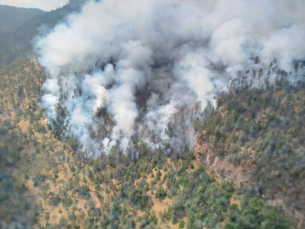 Incendios provocan pérdida de bosques a nivel mundial