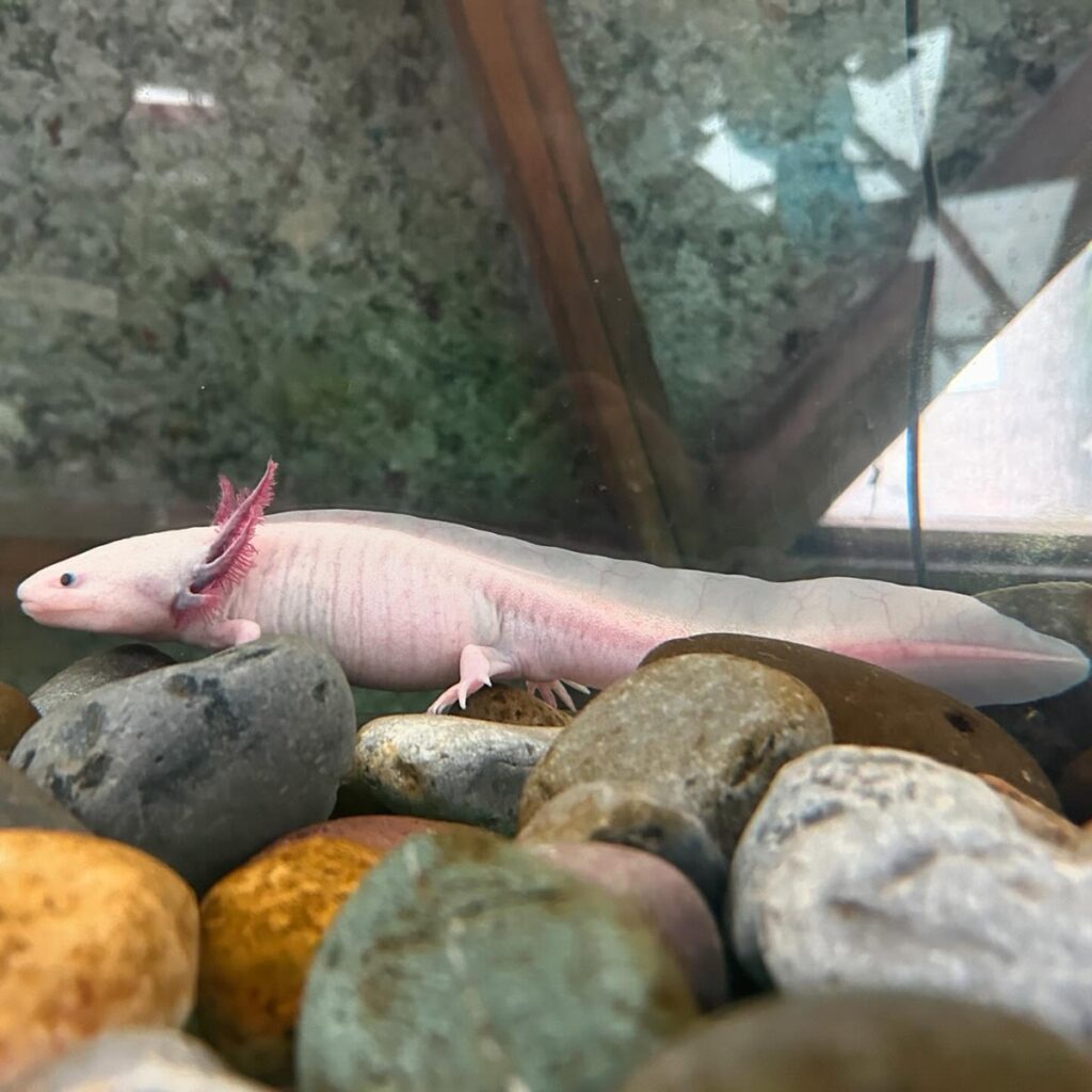 Invitan a convivir con ajolotes en el museo Axolotitlán