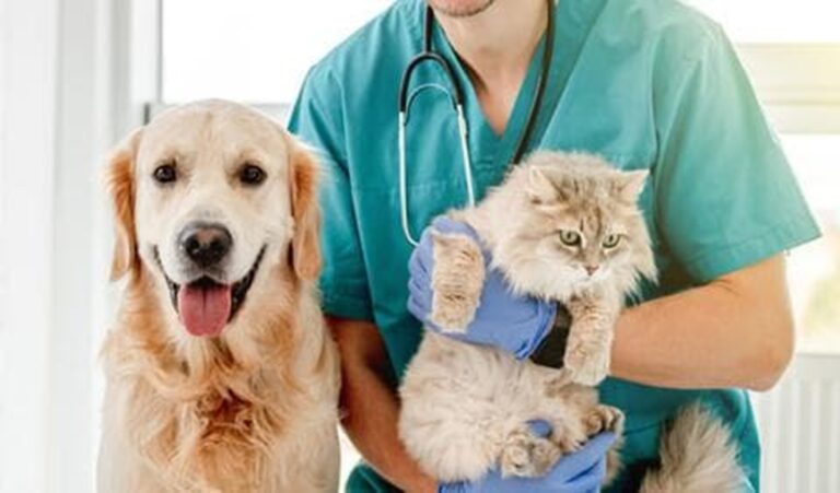 Cómo cuidar a tus mascotas durante una onda de calor