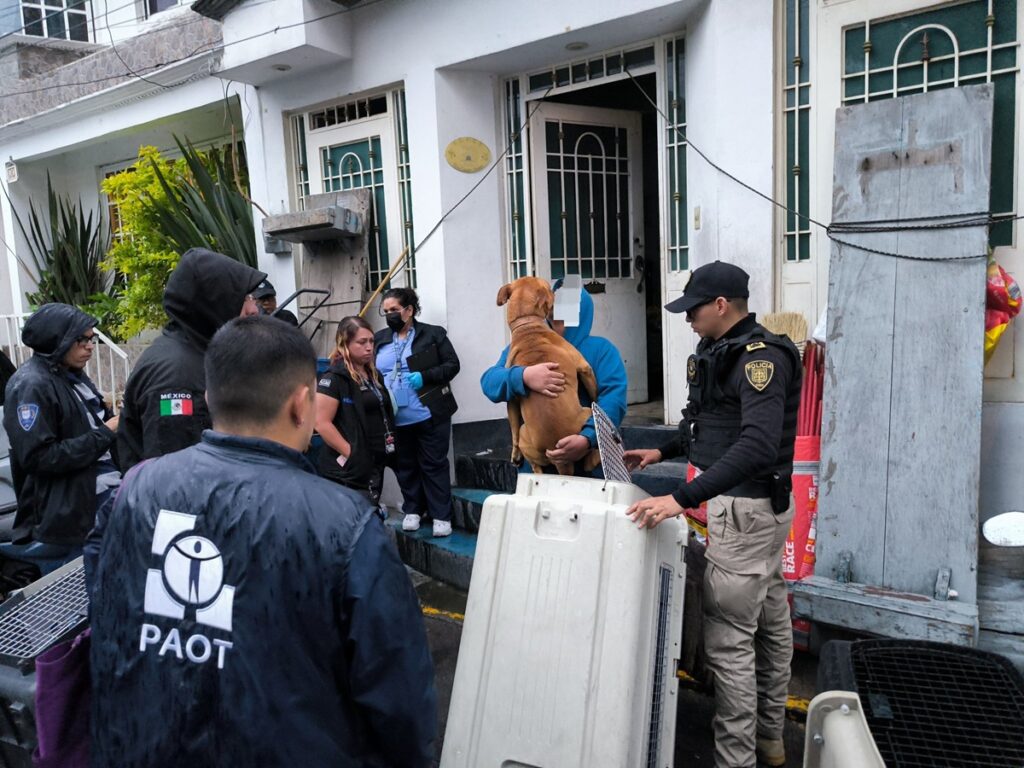 Rescatan a 2 perritos que sufrían maltrato animal en alcaldía Álvaro Obregón