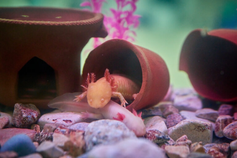 AJEMEX suma esfuerzos con usuarios para proteger biodiversidad