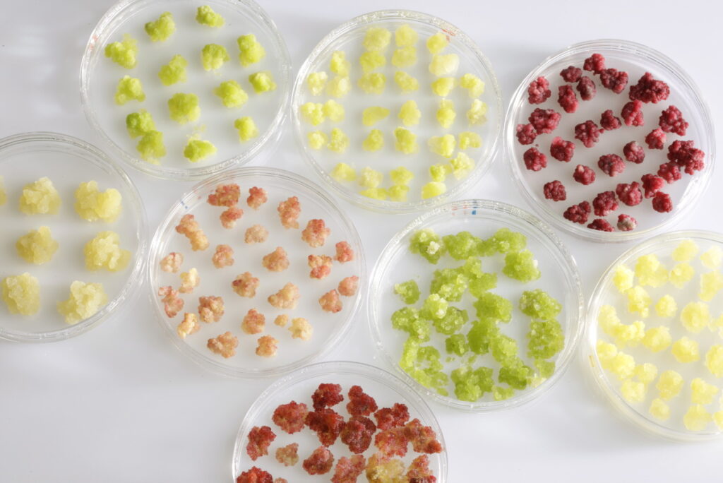 La Cosmopolitana destaca beneficios de la agricultura celular