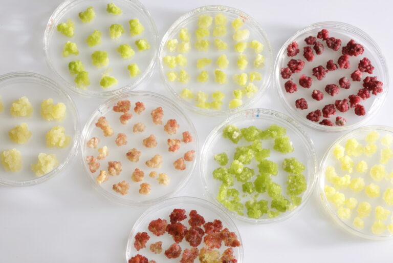 La Cosmopolitana destaca beneficios de la agricultura celular