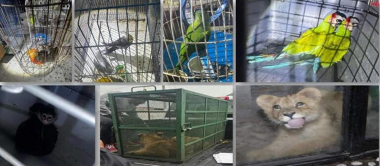 Aseguran "zoológico" y a 32 personas en red de huachicol
