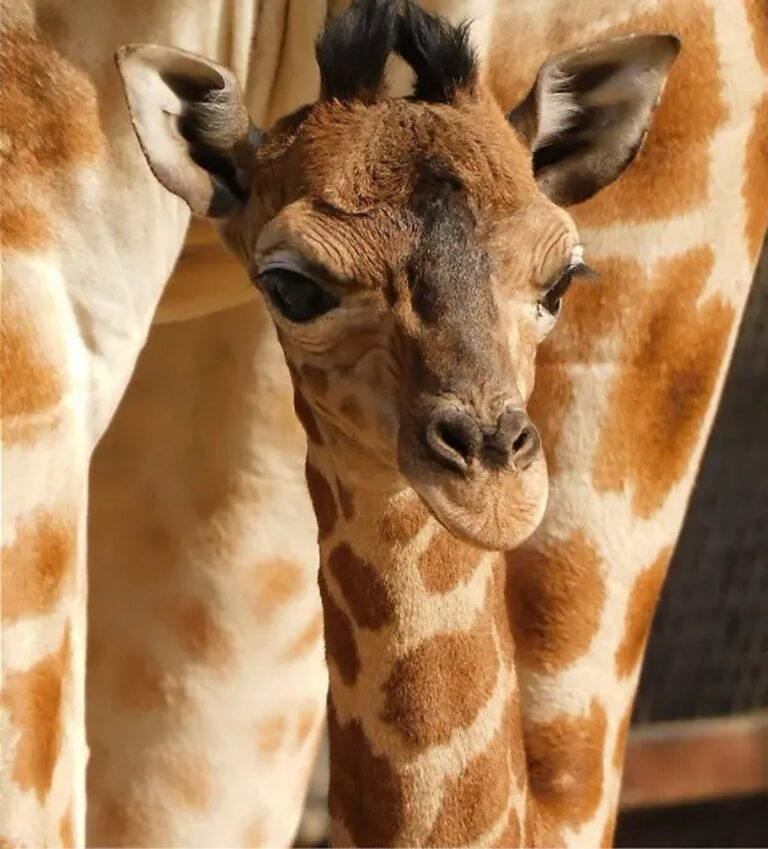 Anuncian nacimiento de Jabari, la jirafa bebé de Chapultepec