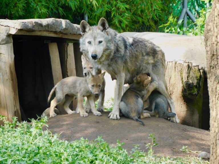 Nacen cuatro crías de lobo mexicano en Ciudad de México