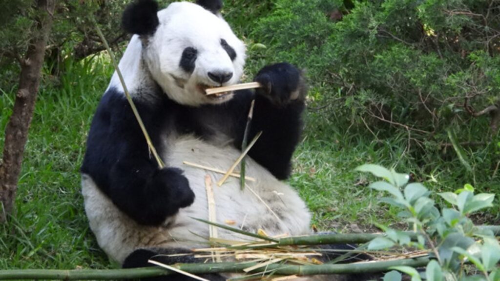 Celebrarán el cumpleaños 35 de Xin Xin, la panda gigante mexicana