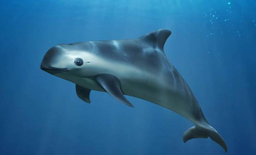 Hábitat de vaquita marina, cumple 7 años como Patrimonio Mundial en Peligro