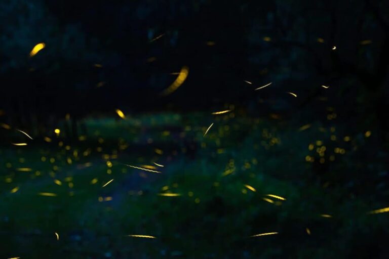 No te pierdas el Festival de las Luciérnagas 2025 en Amecameca