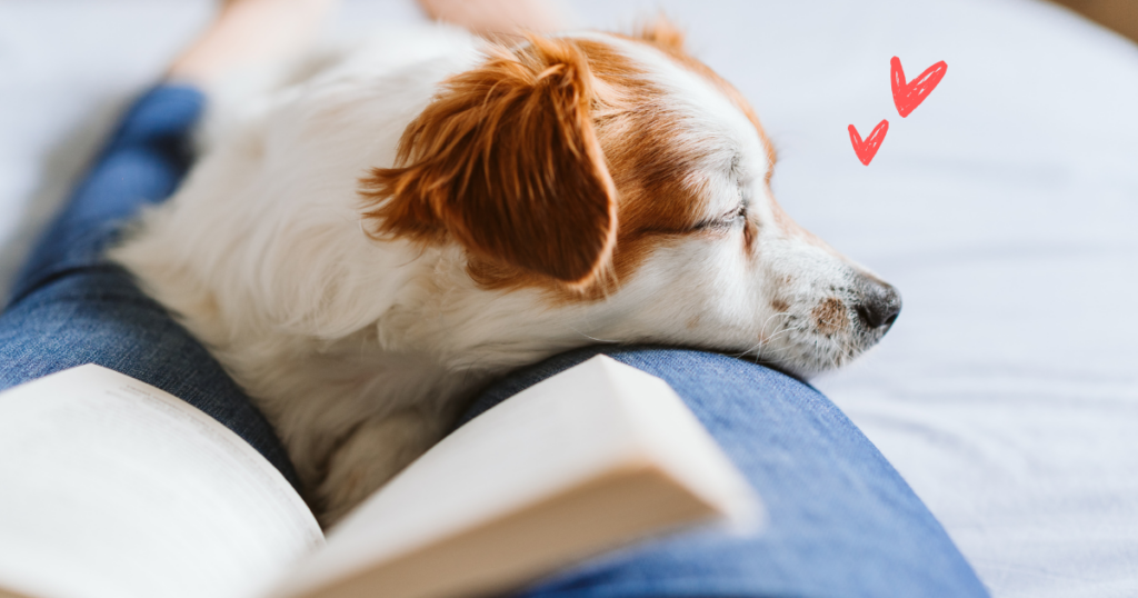 🐶 Así te dice “te amo” tu perro: señales de afecto que quizá no sabías