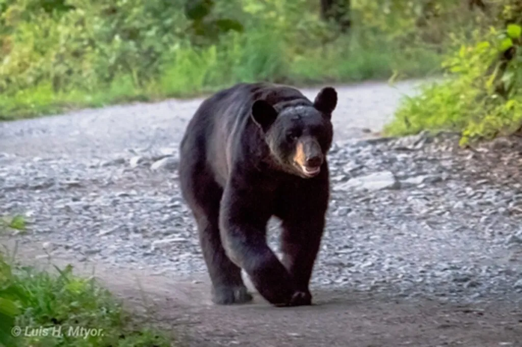 Arman osos carnita asada a costa de familia en Nuevo León