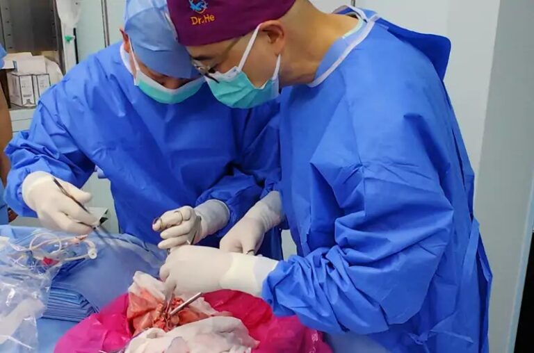 Realizan primer trasplante de pulmón de cerdo a un humano