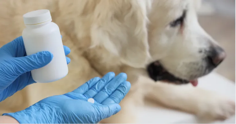 La Academia Veterinaria de Monterrey (ACAVEM) y el Hospital Veterinario ‘El Colmillo’ realizaron un ensayo clínico para evaluar la eficacia del antiparasitario Protecto Max.